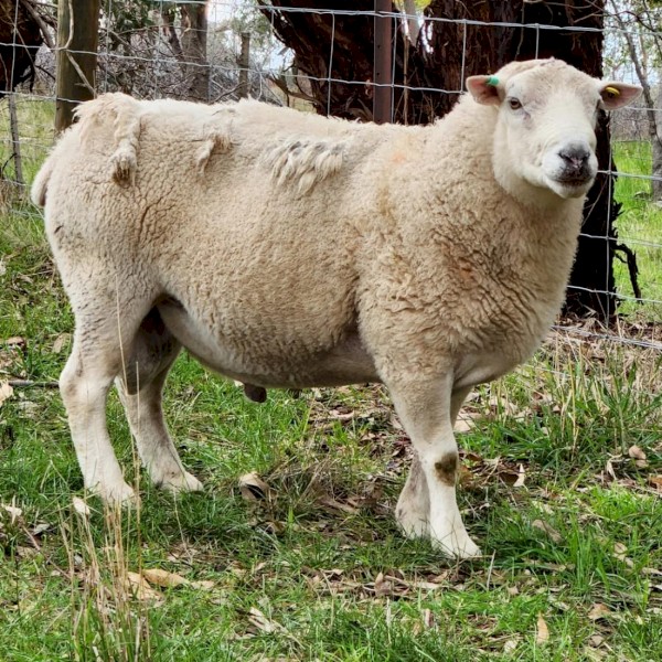 SheepMaster x Nudie Cross Rams x8 - 2021 