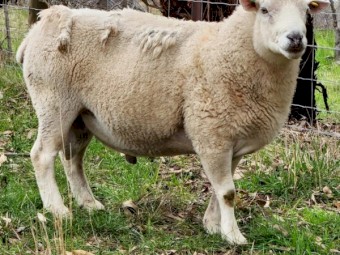 SheepMaster x Nudie Cross Rams x8 - 2021 
