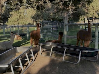 We are liquidating Our Alpacas Ranch 
