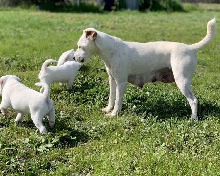 Jack Russell (Parson type) pups (2 NOT SOLD)