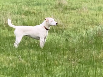 Jack Russell (Parson type) pups (2 NOT SOLD)