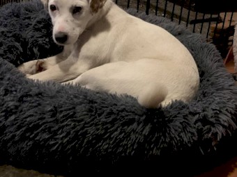 Jack Russell (Parson type) pups (2 NOT SOLD)