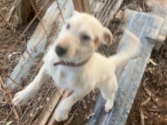 Jack Russell (Parson type) pups (2 NOT SOLD)