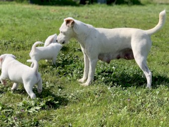 Jack Russell (Parson type) pups (2 NOT SOLD)