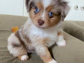 Australian Shepherd Puppies