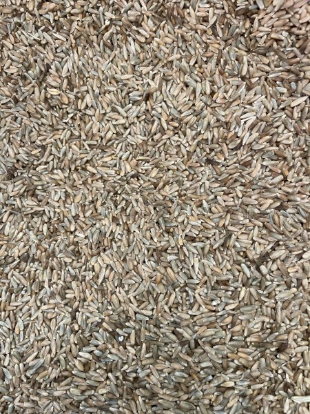 200mt Cereal Rye