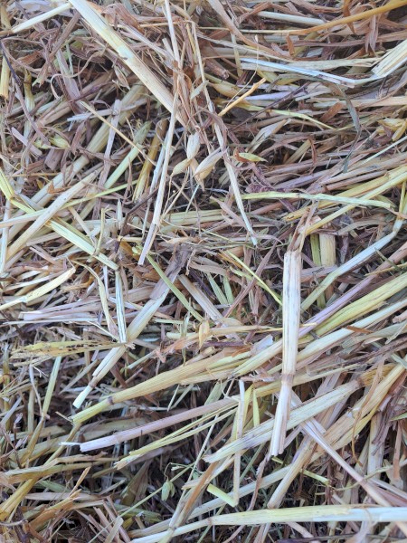 Oaten and Vetch Hay 590kg 8x4x3 Bales