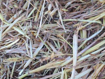 Oaten and Vetch Hay 590kg 8x4x3 Bales