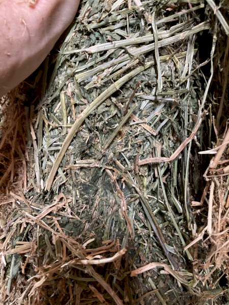 Lucerne hay 8x4x3 bales 