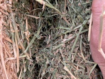 Lucerne hay 8x4x3 bales 