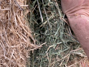 Lucerne hay 8x4x3 bales 