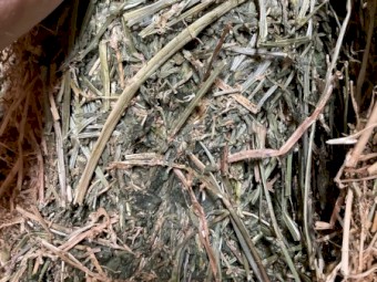 Lucerne hay 8x4x3 bales 