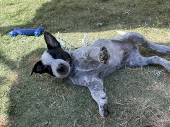Australian cattle dog puppies for sale