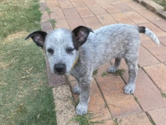 Australian cattle dog puppies for sale