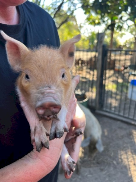 Pigs Australian Mini 