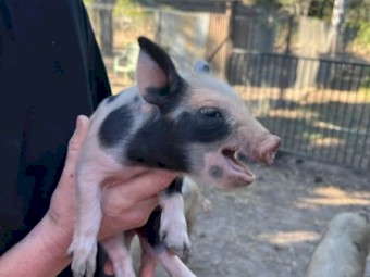 Pigs Australian Mini 