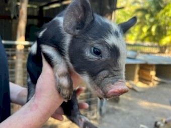 Pigs Australian Mini 