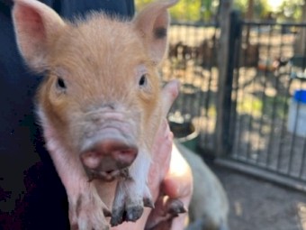 Pigs Australian Mini 