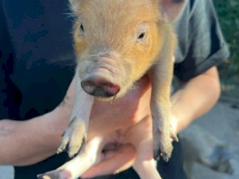 Pigs Australian Mini 