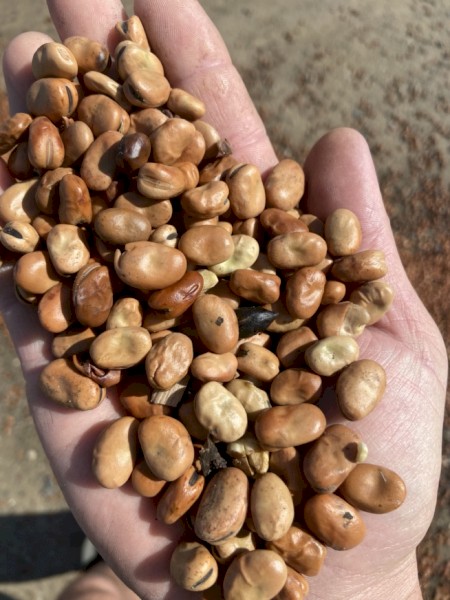 Faba Beans