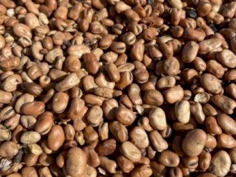 Faba Beans