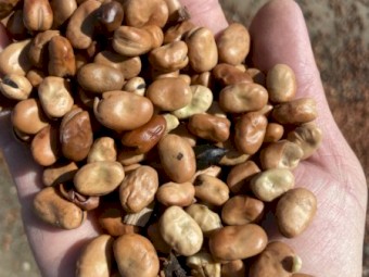 Faba Beans