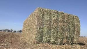 Vetch Hay 8x4x3 Bales