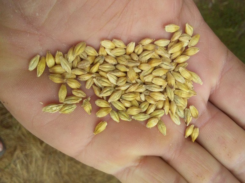 30mt BAR1 Spartacus Barley