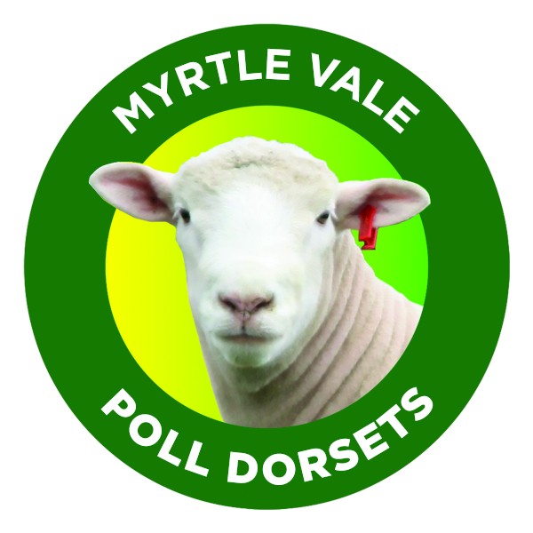 Myrtle Vale Poll Dorset Flock Rams