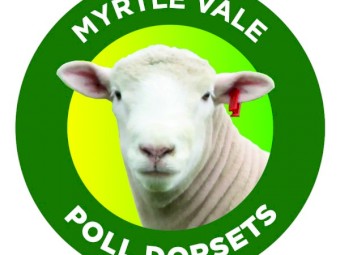 Myrtle Vale Poll Dorset Flock Rams