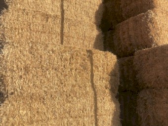 'Steamed' Header Trail Barley Straw