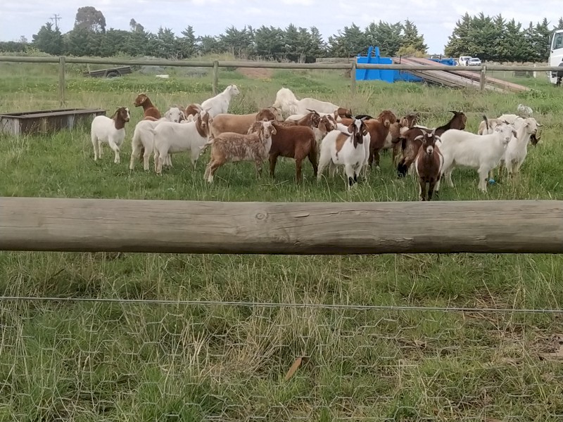 WANTED 100-200 Wether Goats