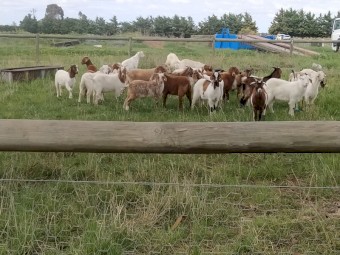 WANTED 100-200 Wether Goats