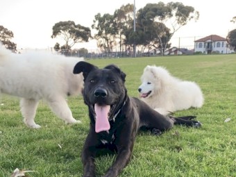 Female German Shepherd x Akita 