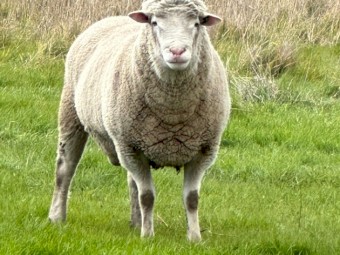 White Suffolk Ram