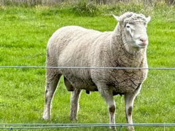 White Suffolk Ram