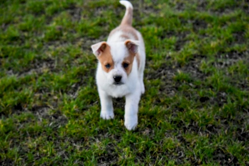 Australian shepherd x pups
