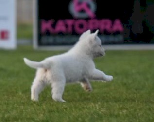 Australian shepherd x pups