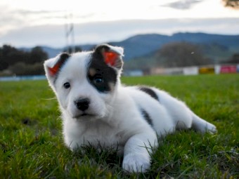 Australian shepherd x pups