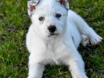 Australian shepherd x pups