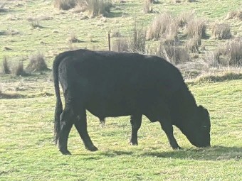 ANGUS BULL X PADDOCK RAISED
