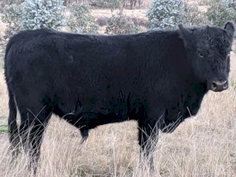 Bull Sale