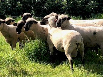 Hampshire Down Flock and Stud Rams