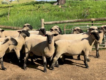 Hampshire Down Flock and Stud Rams