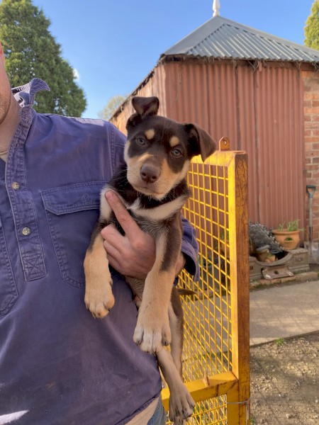Male Kelpie Pups