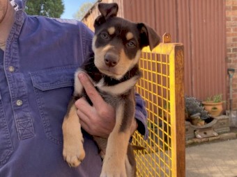 Male Kelpie Pups