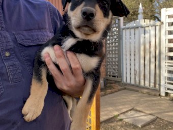 Male Kelpie Pups