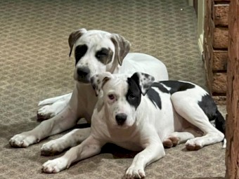 Bull Arab hunting dog 