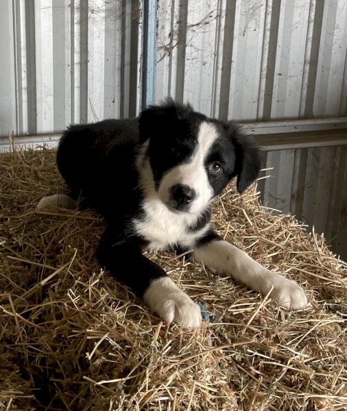 Border Collie 