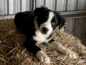 Border Collie 